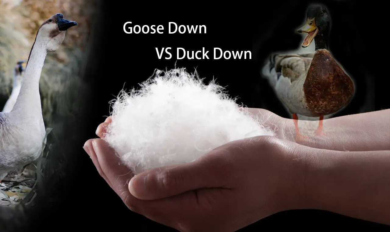 goose-down-vs-duck-down